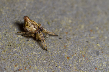 Cyclosa conica - male