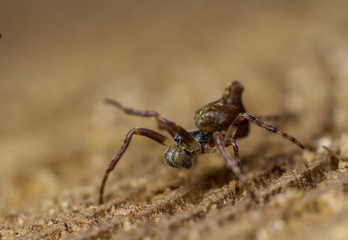 Cyclosa conica