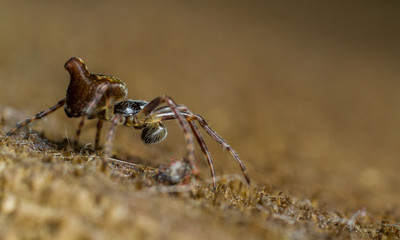 Cyclosa conica