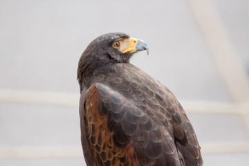 Beautiful black hawk on a perch on display at a medieval reenactment festival