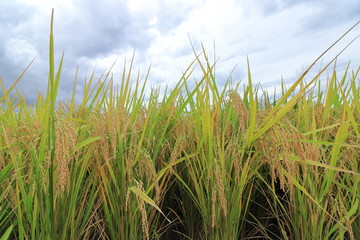 Rice field in Okayama ,Japan