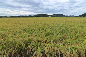 Rice field in Okayama ,Japan