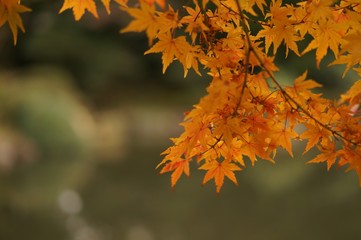 オレンジ色の紅葉