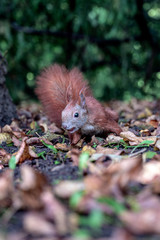 squirrel in the park