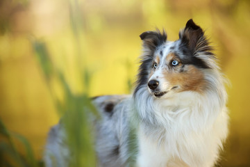 Sheltie Schilf