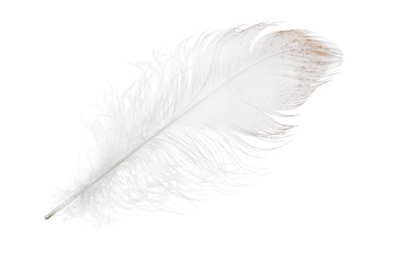 light grey feather with brown edge