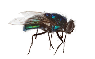 blue and green fly isolated on white