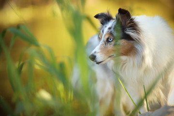 Sheltie Schilf