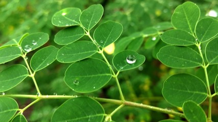 green leaves of clover