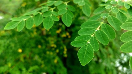 green leaves background