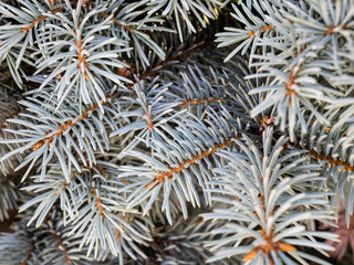 Naklejka na ściany i meble Blue spruce branches in winter. The blue spruce tree ( Picea pungens). Christmas and new year decoration. Selective focus