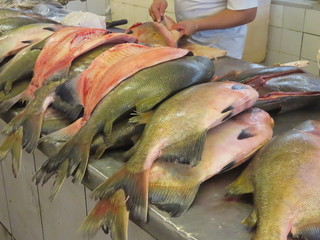 fresh fish on ice