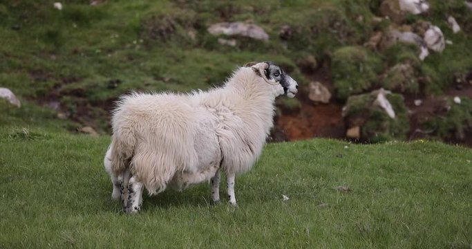 Scenic Scotland meadows with sheep in traditional landscape. 