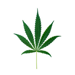 Top view of cannabis marihuana green leaf isolated on white background. Hemp leaf. Alternative treatment.