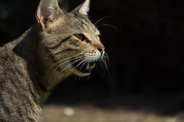 cute cat walking outdoor at sunny day 