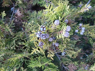 cypress pine clamps in autumn