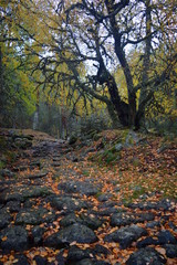 A Roman road through the forest in an autumn landscape with a tree on the background. Location Rascafria, Madrid, Spain. Vertical shot
