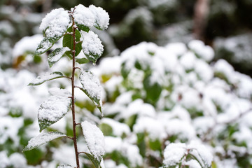 Shrub branches with green leaves in the snow. Autumn day. First snow. Blurred background.