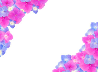 Fototapeta na wymiar Top view of frame made of pink and blue hydrangeas hortensia flowers on white background with copy space. Flat lay. Celebration festive concept.