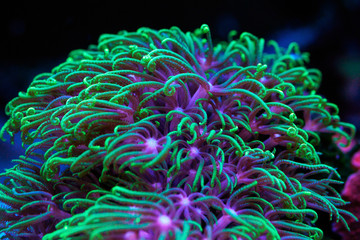 Underwater world. Pachyclavularia sea coral polyps macro.