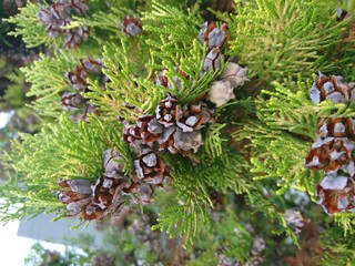 cypress pine clamps in autumn