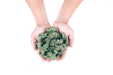 Top view of men hands holding fresh green buds or flowers of cannabis marijuana weed over white...