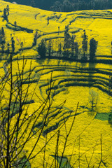 Rapeseed flowers at Snail farm Luositian Field in Luoping County, China