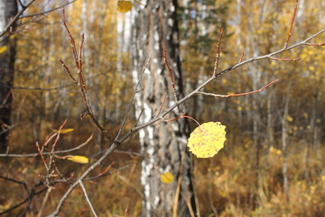 Осиновый лист