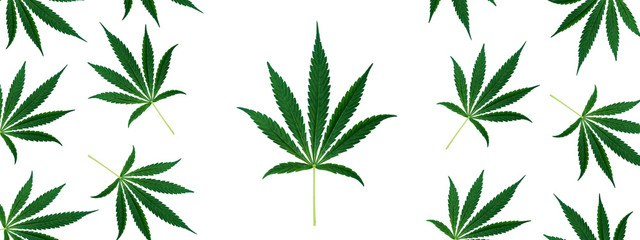 Top view of cannabis marihuana green leaves isolated on white background. Hemp leaf. Alternative treatment. Banner.