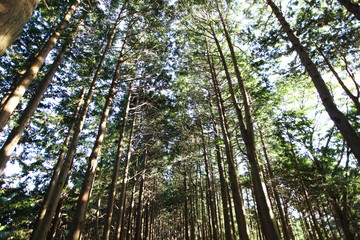 Fototapeta premium 塔ノ岳から大倉への登山道