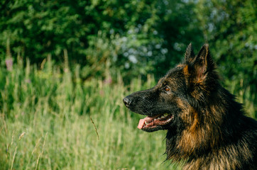 German shepherd