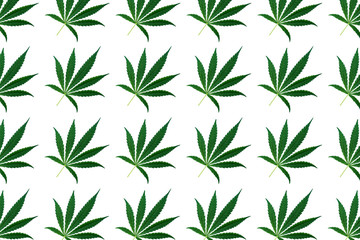 Top view of cannabis marihuana green leaves isolated on white background. Hemp leaf. Alternative treatment.Pattern.