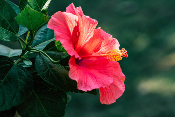 Red Hibiscus flower in the garden with blur background