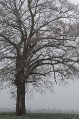 Baum im Nebel