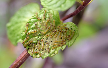 Fototapeta premium Group of young worms on mints leaf, Close up shot