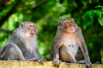 Monkey couple, Monkey island, Cat ba, Vietnam