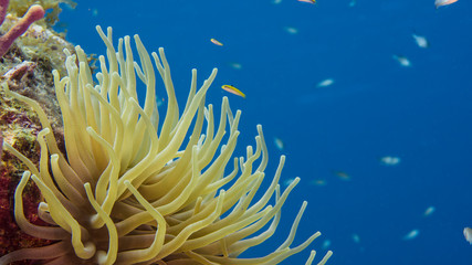 Fototapeta na wymiar Close up of Sea Anemone in coral reef of the Caribbean Sea around Curacao