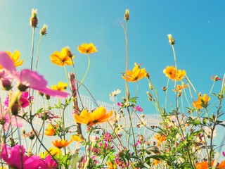 Fototapeta na wymiar field of poppy flowers
