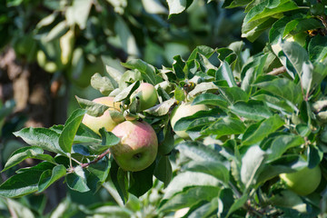 reife Äpfel hängen am Baum