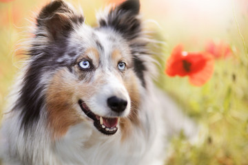 Sheltie Mohn