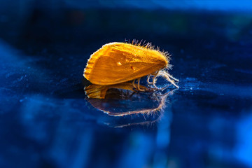 Gelber haariger Schmetterling mit blauem Hintergrund © natchas