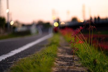 写真素材: 彼岸花