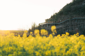 Fototapeta premium Yellow rapeseed flowers Field with blue sky at Luoping County, China