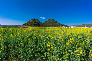 Yellow rapeseed flowers Field with blue sky at Luoping County, China