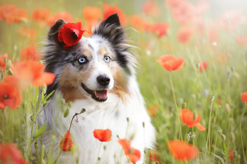 Sheltie Mohnblüte