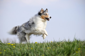 Sheltie rennt über Wiese