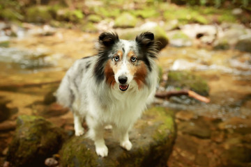 Sheltie im Bach