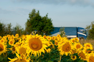 bright sunflowers on a large field on a sunny day