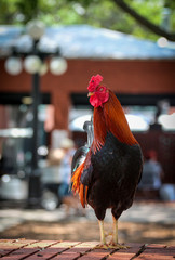 Rooster in Ybor 