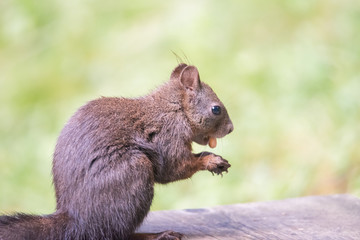 Eichhörnchen - Sciurus © Kellmann-Art